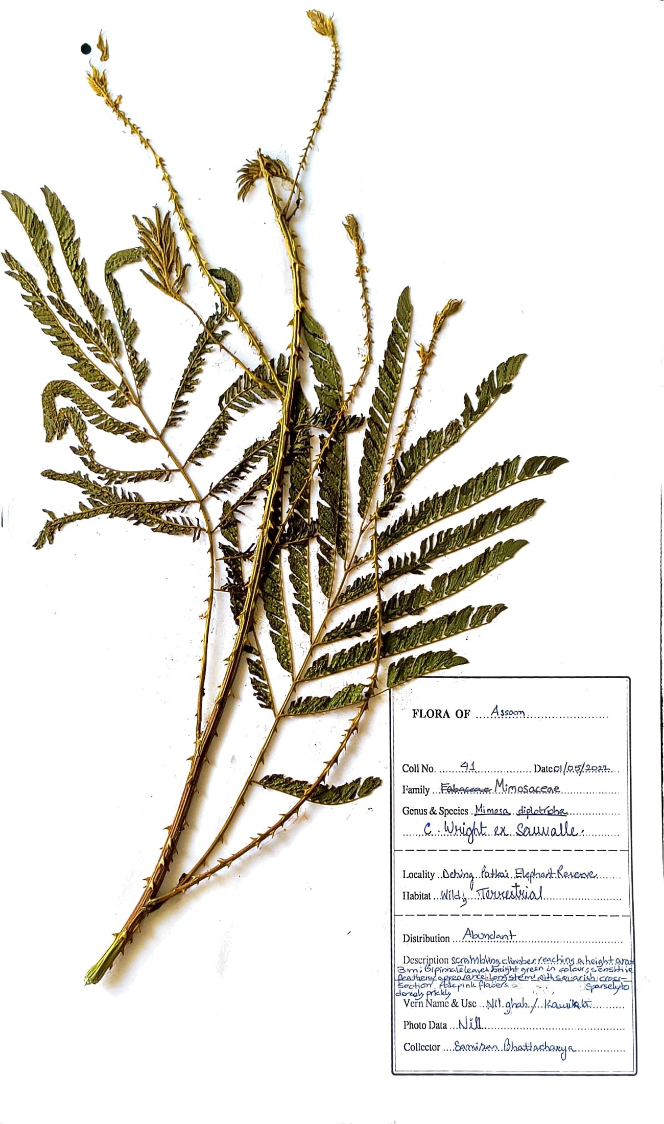 Kaurikata (Ass.) (Herbarium)